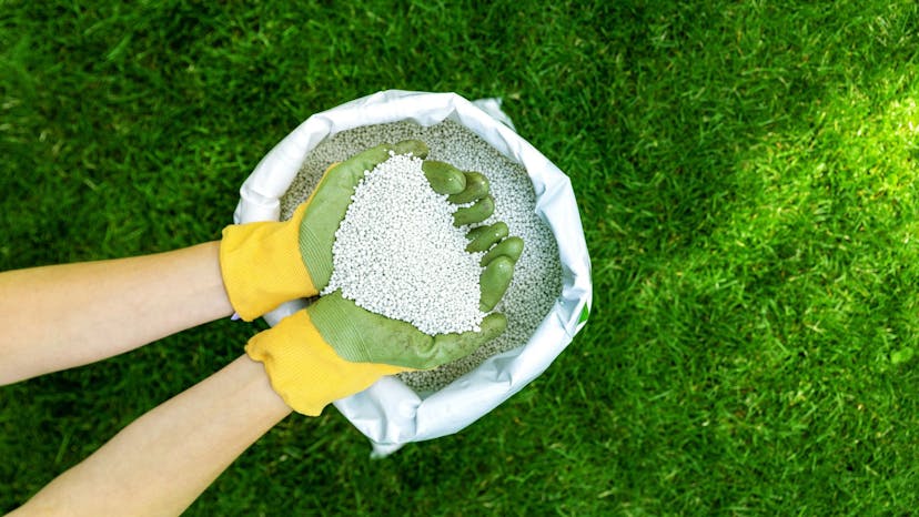 Gloved hands of a lawn care service worker holding fertilizer in the palm of hands
