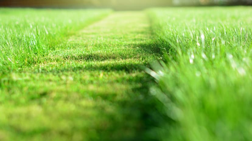 freshly cut grass